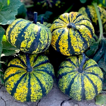 SQUASH PHANTOMITA F1