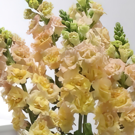 ANTIRRHINUM SNAPSTAR CHAMPAGNE F1