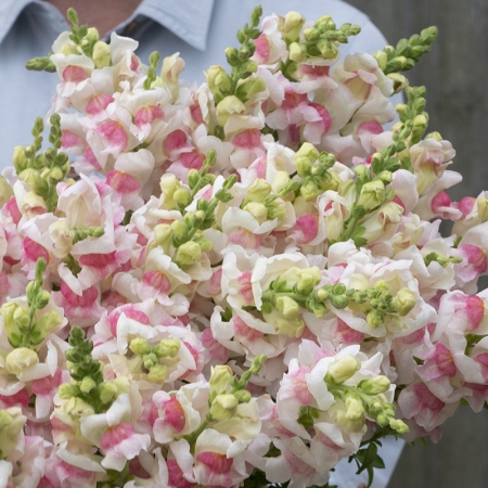 ANTIRRHINUM APPLEBLOSSOM TIME F1