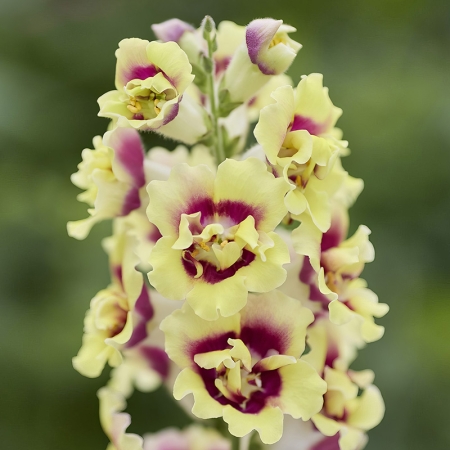 ANTIRRHINUM DOUBLE SHOT YELLOW RED HEART F1