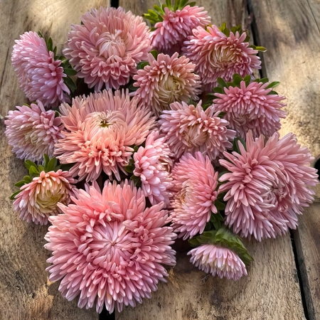 ASTER LADY CORAL SALMON