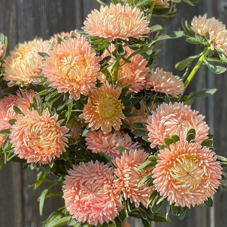 ASTER SALMON GOLD