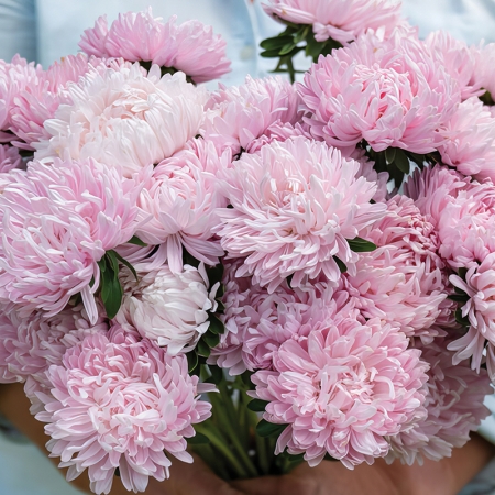 ASTER SOUFFLE LIGHT PINK