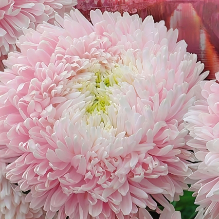 ASTER SAKURA CHERRY BLOSSOM