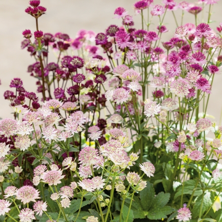 ASTRANTIA MAJOR MIXED COLOURS