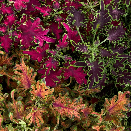 COLEUS COLOCHA MIXED