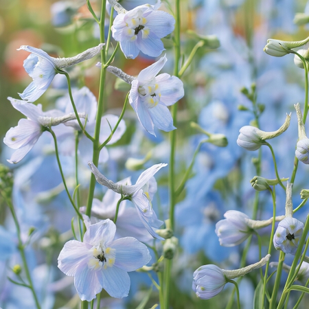 DELPHINIUM CLIVEDON BEAUTY