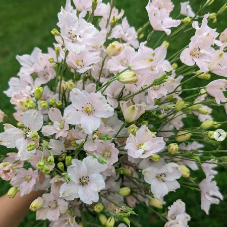 DELPHINIUM JENNYS PEARL F1