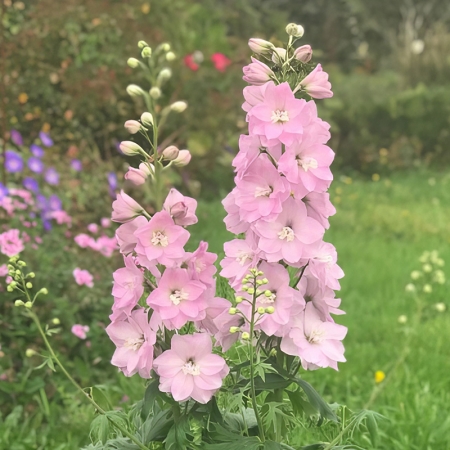 DELPHINIUM PINK PRINCESS