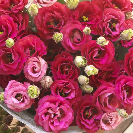 EUSTOMA CROMA RED F1 FUNNY VALENTINE