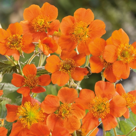 GEUM QUEEN OF ORANGE