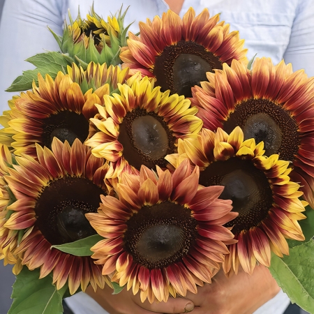 HELIANTHUS DESERT SUN