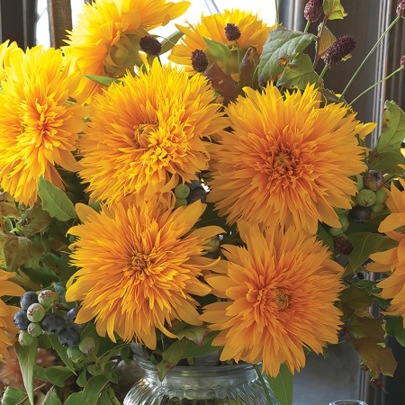 HELIANTHUS DOUBLE SUN KING