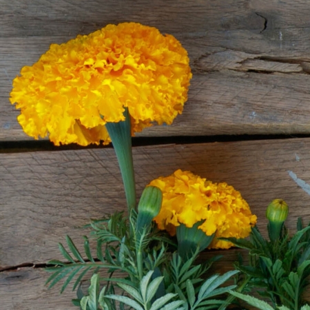 MARIGOLD COCO GOLD
