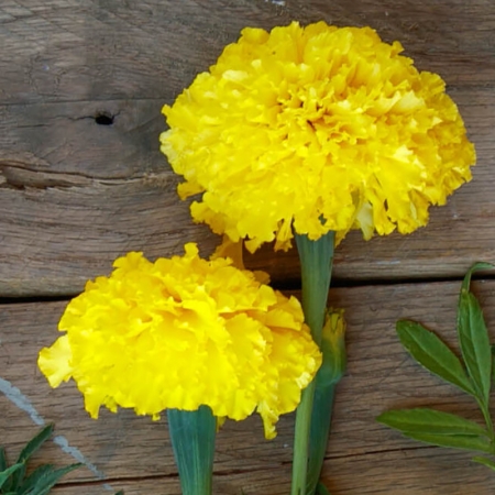 MARIGOLD COCO YELLOW