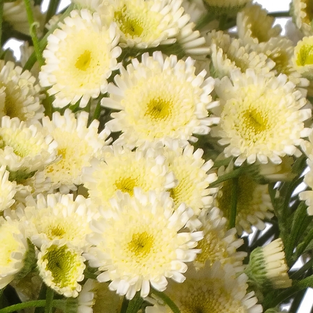 MATRICARIA ORINOCO CREAM