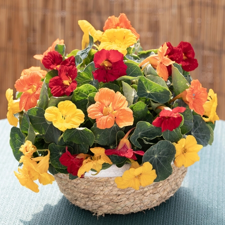 NASTURTIUM SUMMER FRUIT BOWL