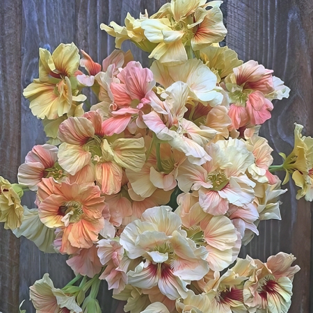 NASTURTIUM ANTIQUE SALMON