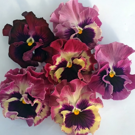 PANSY FLAMENCO TRICOLOUR ROSE