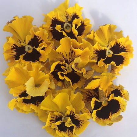 PANSY FLAMENCO GOLDEN YELLOW