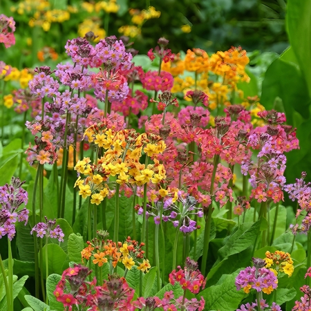 PRIMULA CANDELABRA MIXED