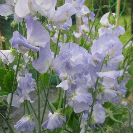 SWEET PEA ALISON LOUISE