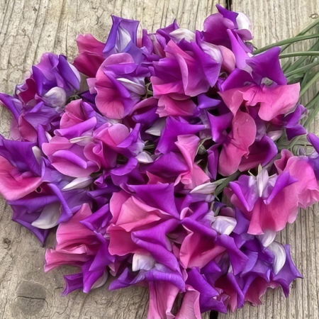 SWEET PEA CLAIRE MITCHELL