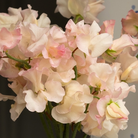 SWEET PEA MONARCHS DIAMOND