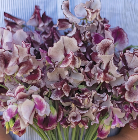 SWEET PEA WILTSHIRE RIPPLE