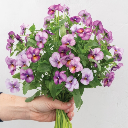 VIOLA FLORAL POWER ANTIQUE PLUM F1