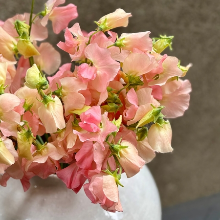 SWEET PEA SPRING SUNSHINE CHAMPAGNE