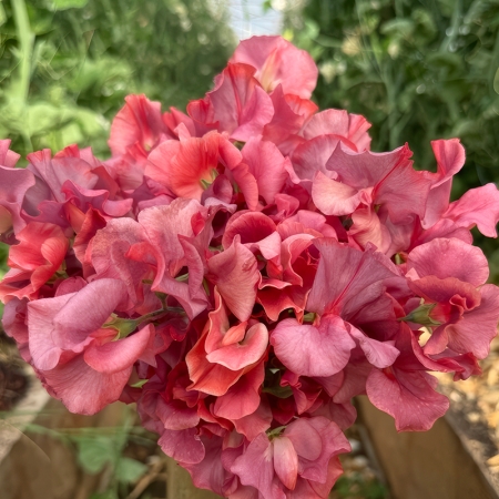 SWEET PEA KINGS RANSOM