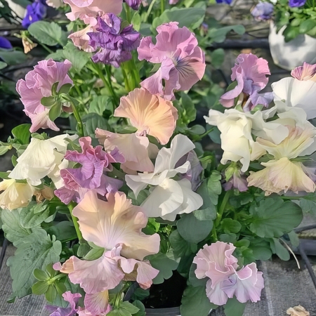 PANSY SWEET PEA MIXED