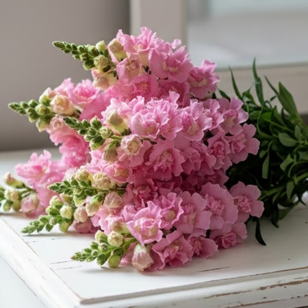 ANTIRRHINUM LEGEND DOUBLE PINK F1