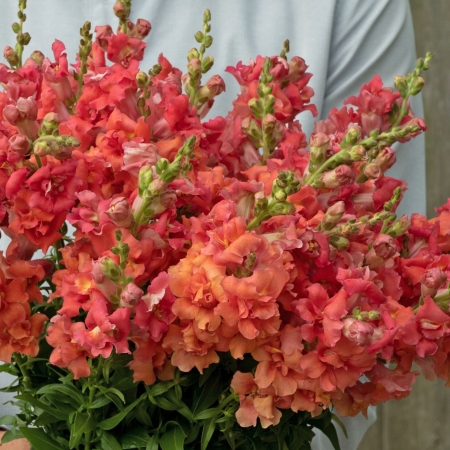 ANTIRRHINUM MADAME BUTTERFLY CHERRY BRONZE