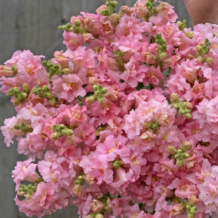 ANTIRRHINUM MADAME BUTTERFLY PINK F1