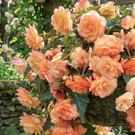 BEGONIA SPLENDID APRICOT