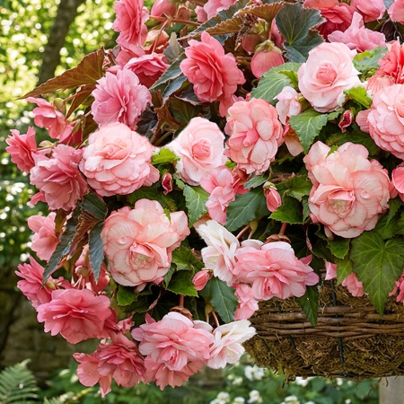 BEGONIA SPLENDID FLAMENCA