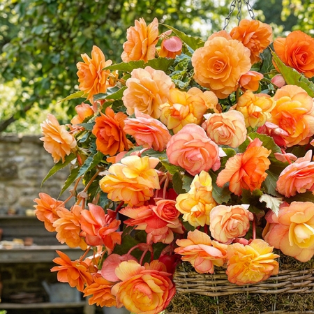 BEGONIA SPLENDID BALLERINA