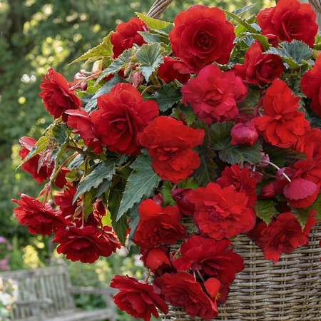 BEGONIA SPLENDID RED GLORY