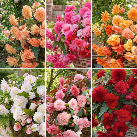 BEGONIA SPLENDID COLLECTION