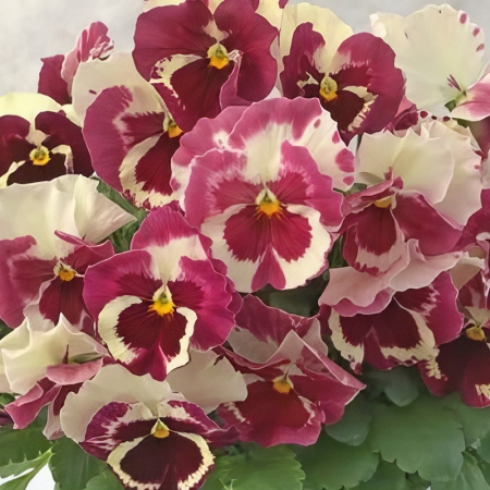 PANSY ORCHID DESIRE