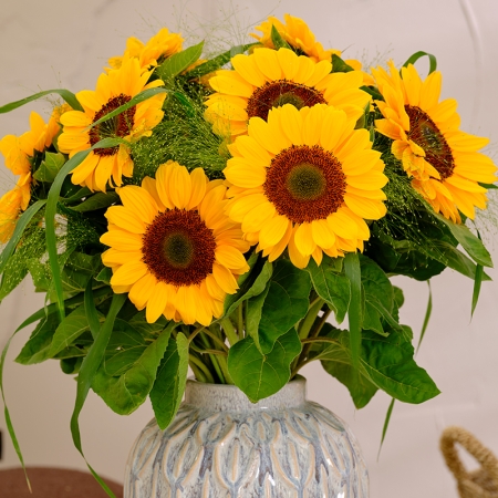 HELIANTHUS VINCENT'S CHOICE DMR