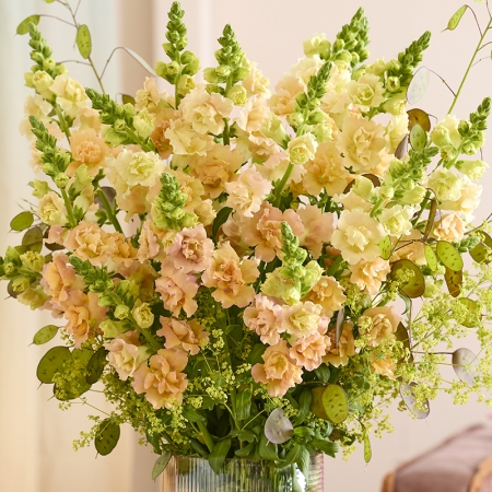 ANTIRRHINUM SNAPSTAR CHAMPAGNE F1