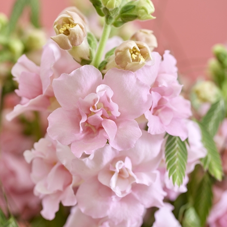 ANTIRRHINUM SNAPSTAR PINK F1