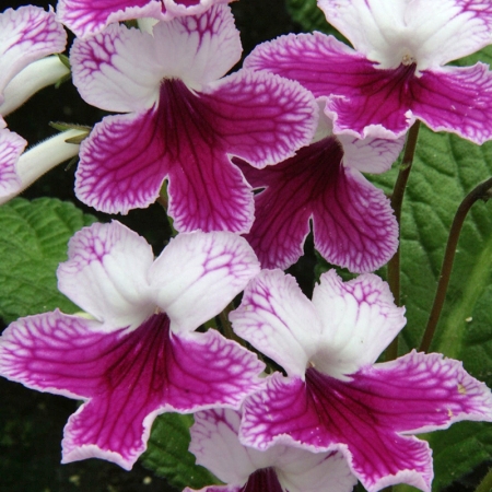 STREPTOCARPUS MATILDA