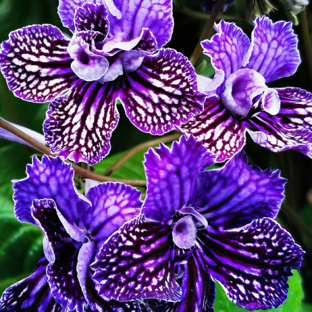 STREPTOCARPUS SIRIUS