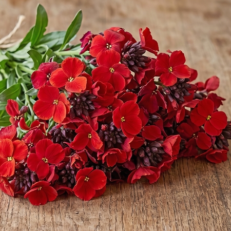 WALLFLOWER SUGAR RUSH RED
