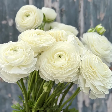 RANUNCULUS ELEGANCE BIANCO
