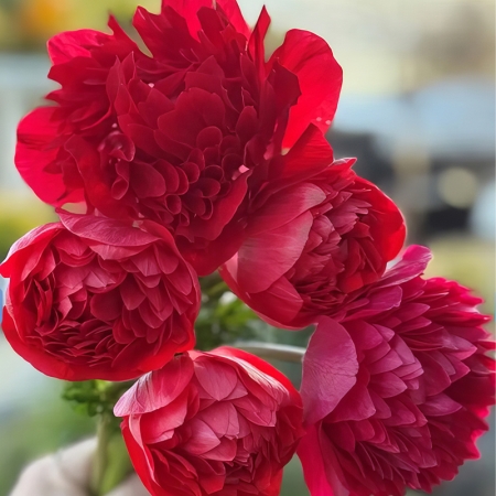 ANEMONE LEVANTE ROSSO